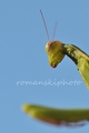allien