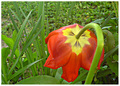 TULIPAN NA ZAL&hellip;