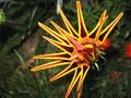 Zatvaranje cvi&hellip;