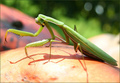 kobilica-bogom&hellip;