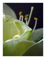 amarilis