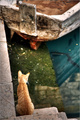 Cat(ch) biznis&hellip;