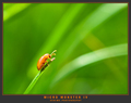 Micro Monster &hellip;
