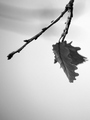 "I  walk &hellip;