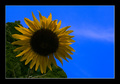 Helianthus Ann&hellip;