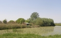 Močara