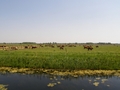 Agro krave
