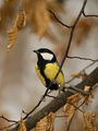 Velika sjenica&hellip;