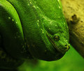 Green Tree Pyt&hellip;