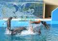 Skok sa delfin&hellip;