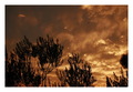 Olives in the &hellip;