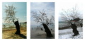 Tamaris Tree(s&hellip;