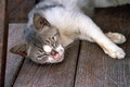 the cat