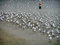 galeb livingst&hellip;