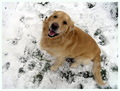the dog wonder&hellip;