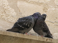 duje i anđa