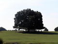 obicno drvo