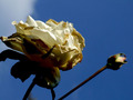 Roses in the s&hellip;