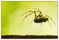 Spider from Ma&hellip;