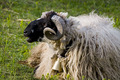 Blejanje (Chil&hellip;