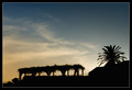 Palma i zalaza&hellip;