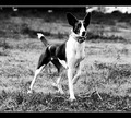 koncentrirano &hellip;