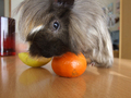 mis mandarina