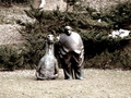 Kompići
