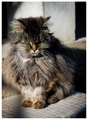 fluffy iliti m&hellip;