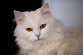 Micek na sahov&hellip;