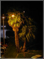 palme