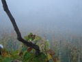 vinograd bez k&hellip;