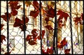 The leaves in &hellip;