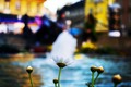 The flower pow&hellip;