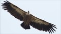 Fly, grifon, f&hellip;