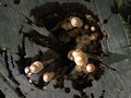 Mushrooms in t&hellip;