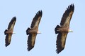 Hunting high a&hellip;
