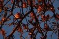 Magnolija u su&hellip;