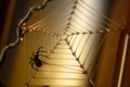 Spider from Mu&hellip;