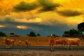 Sheep`s route &hellip;