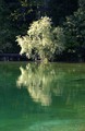 The tree on th&hellip;