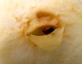 The eye of an &hellip;