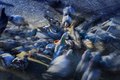 Urbana pernata&hellip;