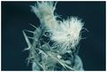 florescentni b&hellip;