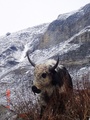 yak yak yak ne&hellip;
