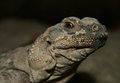 Sauromalus Obe&hellip;