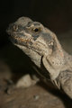 Sauromalus Obe&hellip;