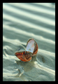 She sells sea &hellip;