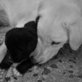 gea&lucky-&hellip;