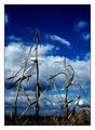 wild is a wind&hellip;